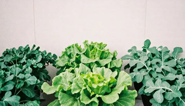 农产品收购环节中的选型关注点与种植管理实践
